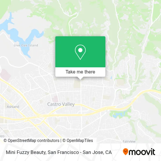 Mini Fuzzy Beauty map