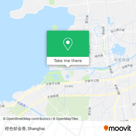 橙色郁金香 map