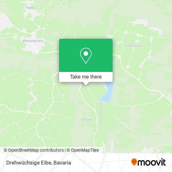 Drehwüchsige Eibe map