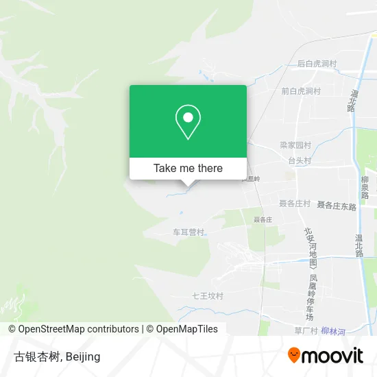 古银杏树 map