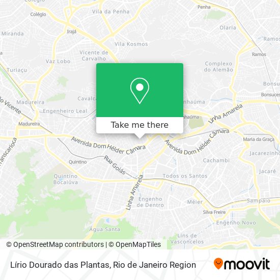 Lírio Dourado das Plantas map