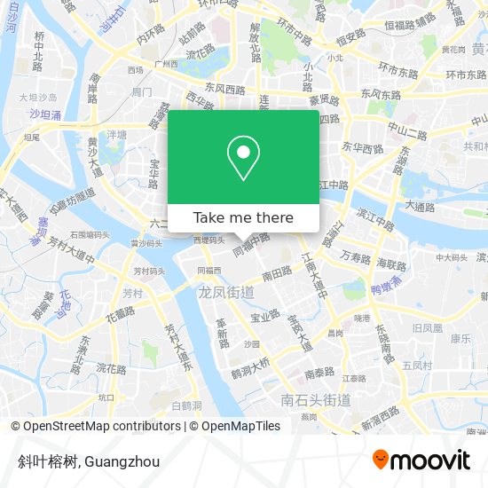 斜叶榕树 map