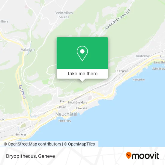 Dryopithecus plan
