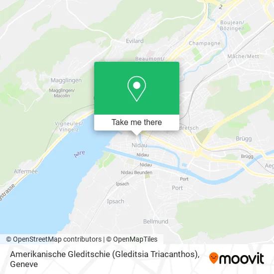 Amerikanische Gleditschie (Gleditsia Triacanthos) map