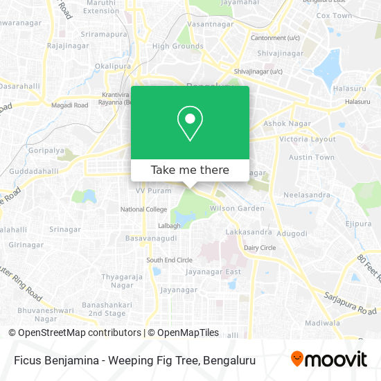 Ficus Benjamina - Weeping Fig Tree map