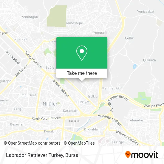 Labrador Retriever Turkey map