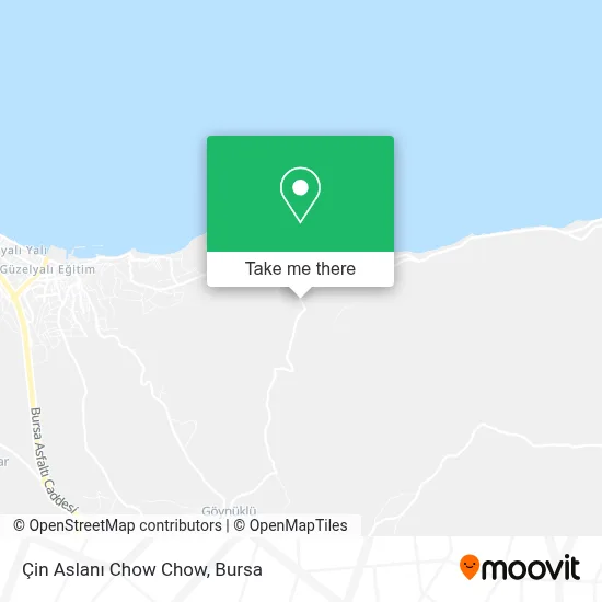 Çin Aslanı Chow Chow map