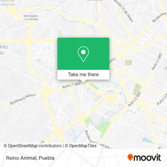 Reino Animal map