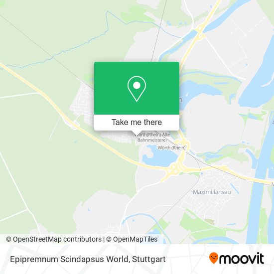 Epipremnum Scindapsus World map