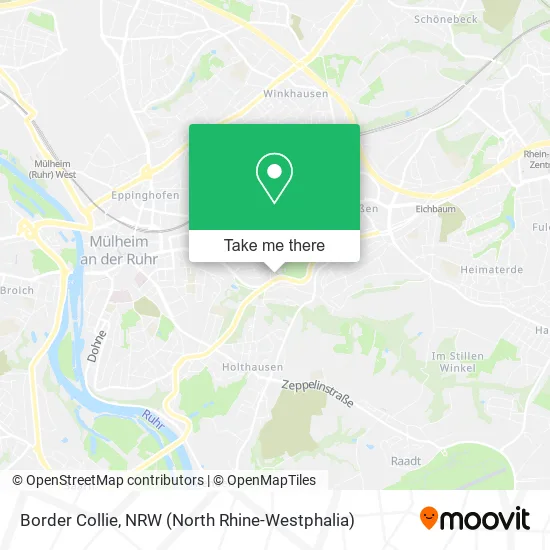 Карта Border Collie