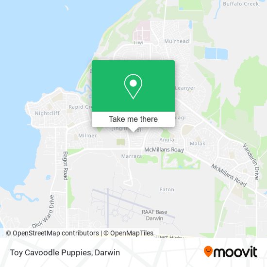 Toy Cavoodle Puppies map