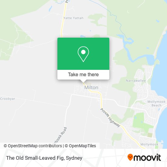 The Old Small-Leaved Fig map