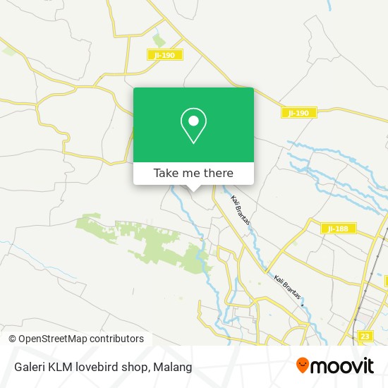 lovebird shop near me