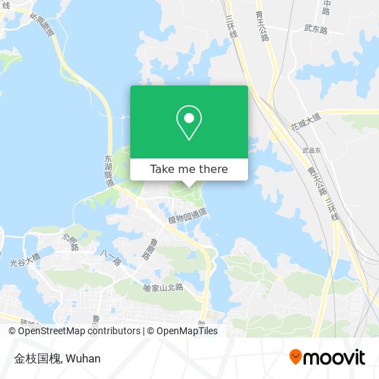 金枝国槐 map