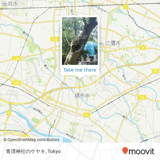 青渭神社のケヤキ map