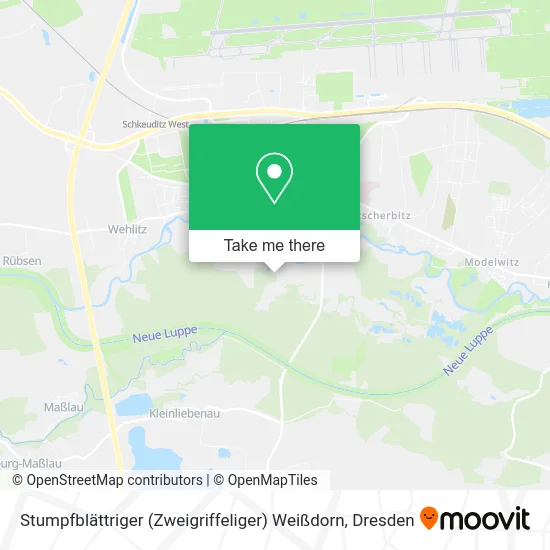 Карта Stumpfblättriger (Zweigriffeliger) Weißdorn