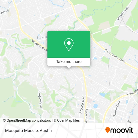 Mosquito Muscle map