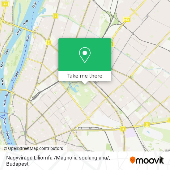 Nagyvirágú Liliomfa /Magnolia soulangiana/ map