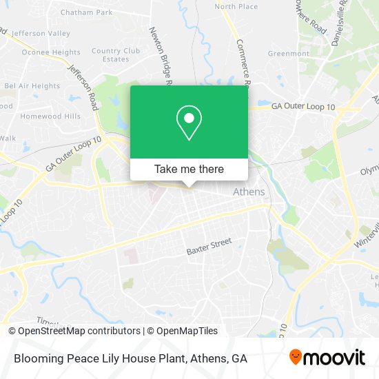 Blooming Peace Lily House Plant map