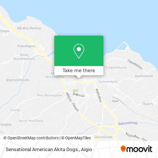 Sensational American Akita Dogs. map