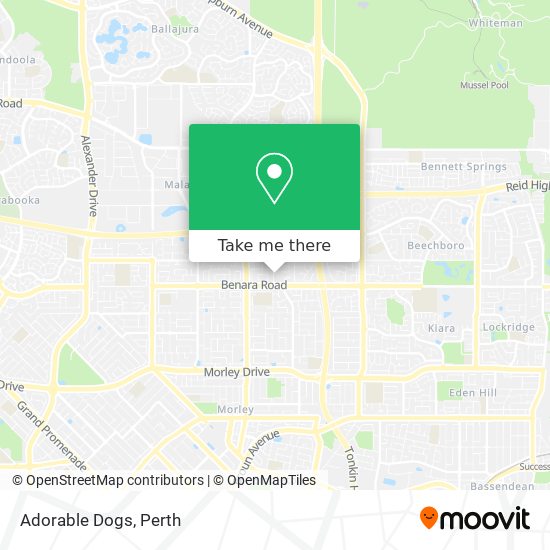 Adorable Dogs map