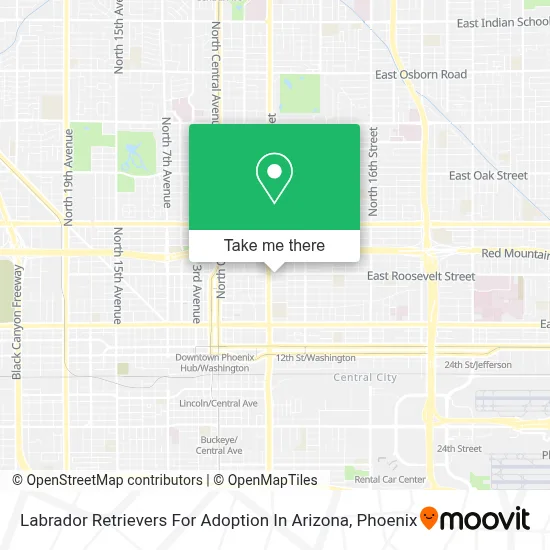 Labrador Retrievers For Adoption In Arizona map