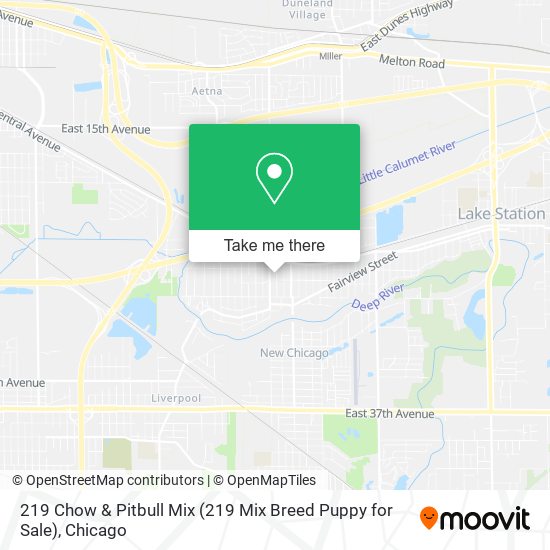 Mapa de 219 Chow & Pitbull Mix (219 Mix Breed Puppy for Sale)
