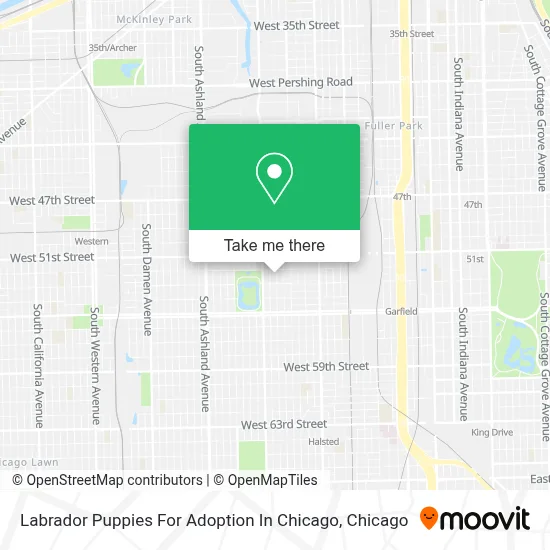 Labrador Puppies For Adoption In Chicago map
