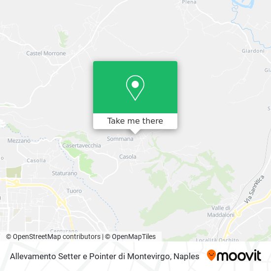 Allevamento Setter e Pointer di Montevirgo map