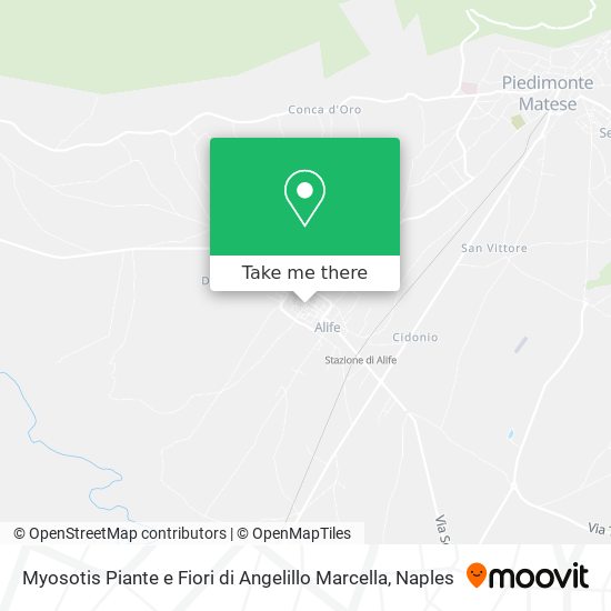 Myosotis Piante e Fiori di Angelillo Marcella map