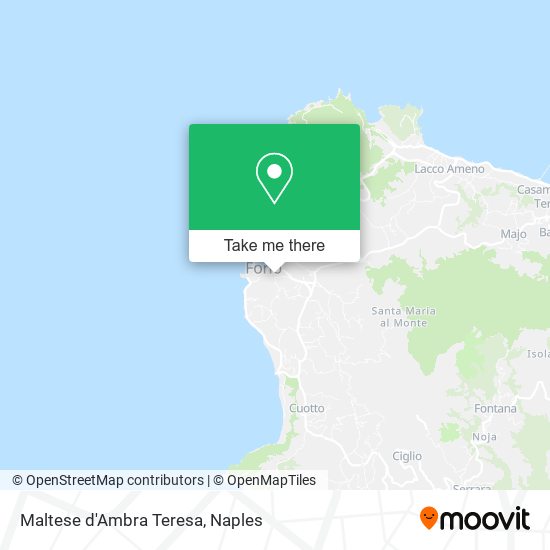 Maltese d'Ambra Teresa map