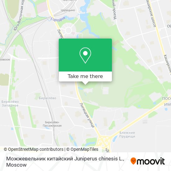 Можжевельник китайский Juniperus chinesis L. map