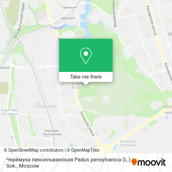 Черёмуха пенсильванская Padus pensylvanica (L.) Sok. map