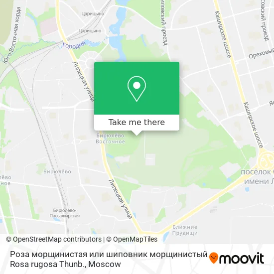 Роза морщинистая или шиповник морщинистый Rosa rugosa Thunb. map