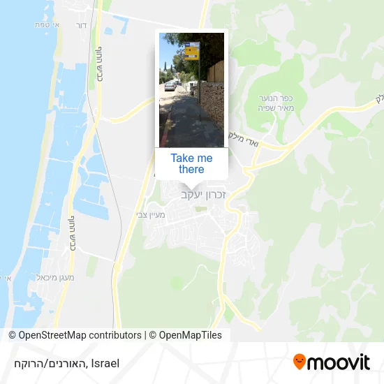 Карта האורנים/הרוקח