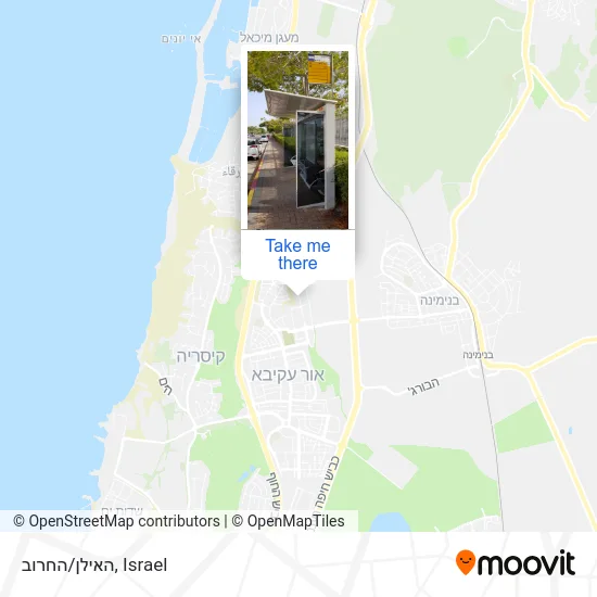 Карта האילן/החרוב