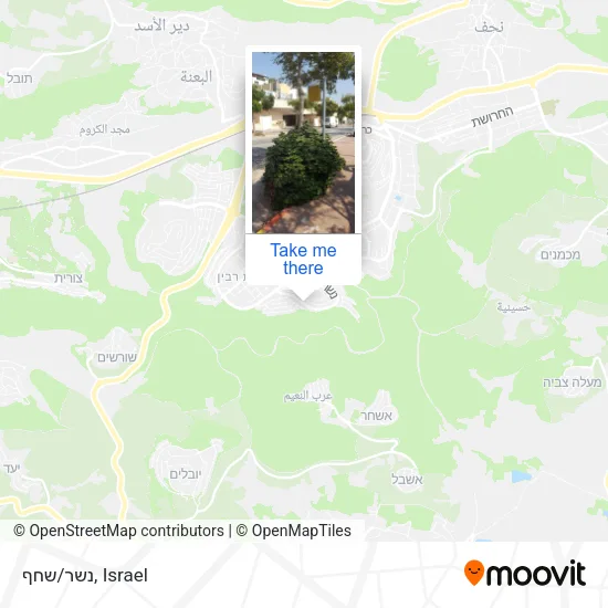 Карта נשר/שחף