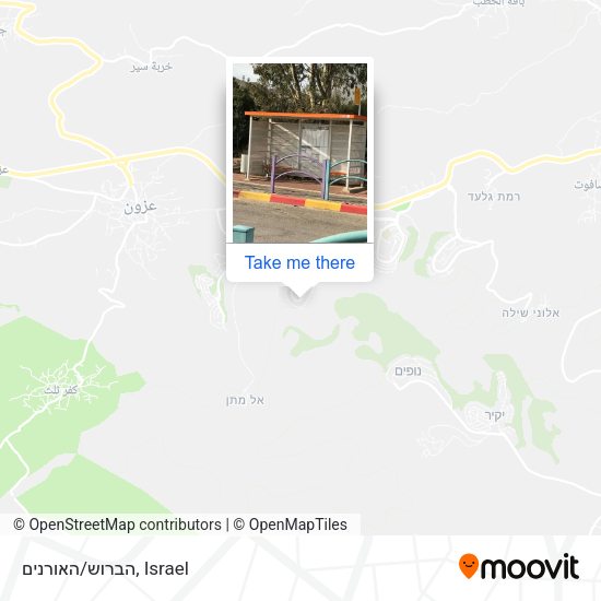 הברוש/האורנים map
