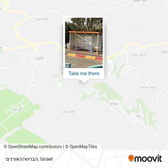 Карта הברוש/האורנים