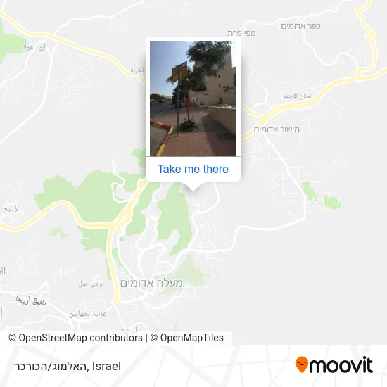 Карта האלמוג/הכורכר
