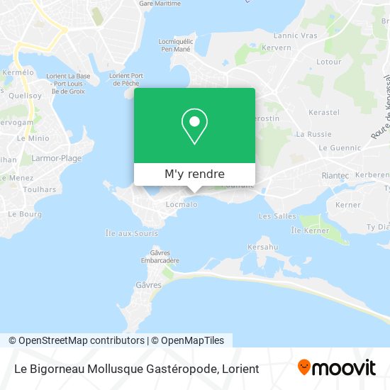 Le Bigorneau Mollusque Gastéropode plan