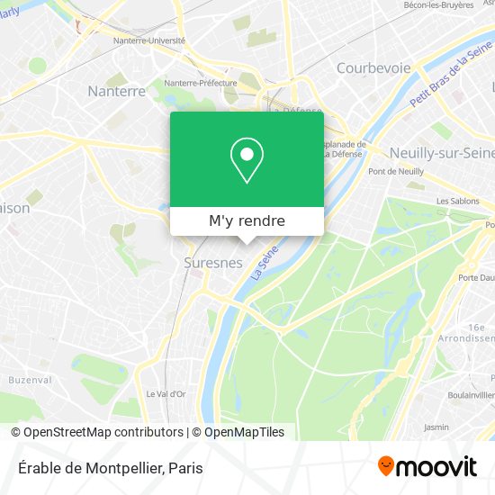 Érable de Montpellier plan