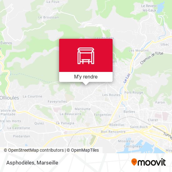 Asphodèles plan