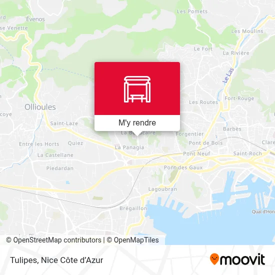 Tulipes plan