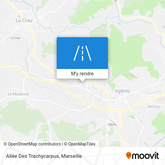 Allée Des Trachycarpus plan