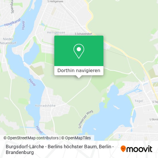 Burgsdorf-Lärche - Berlins höchster Baum Karte