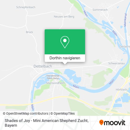 Shades of Joy - Mini American Shepherd Zucht Karte