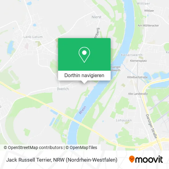 Jack Russell Terrier Karte