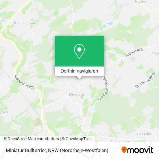 Miniatur Bullterrier Karte