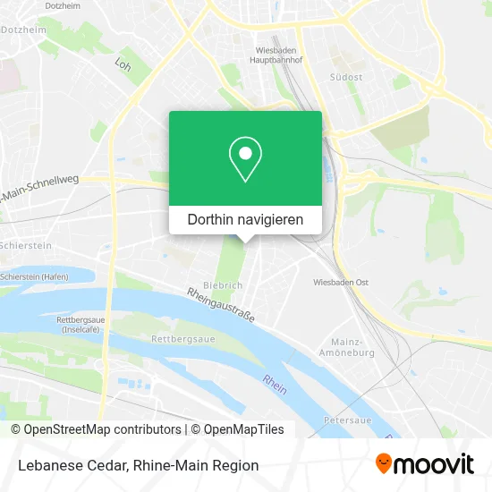 Lebanese Cedar Karte